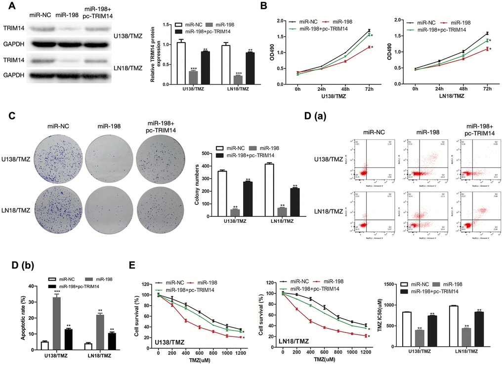 MiR-198 mediated the regulatory effects of TRIM14 on the progression of TMZ-resistant glioma cells. (A) Western Blotting analysis was used to measure TRIM14 expression in U138/TMZ and LN18/TMZ cells after co-transfected with miR-198 mimic and TRIM14 overexpression plasmid (pc-TRIM14). (B, C) The viability of U138/TMZ and LN18/TMZ cells co-transfected with miR-198 mimic and pc-TRIM14 was detected by CCK-8 and colony formation assays. (D) Apoptotic rate was detected by flow cytometry. (E) The TMZ resistance of cells was measured by CCK-8 assay. *P 