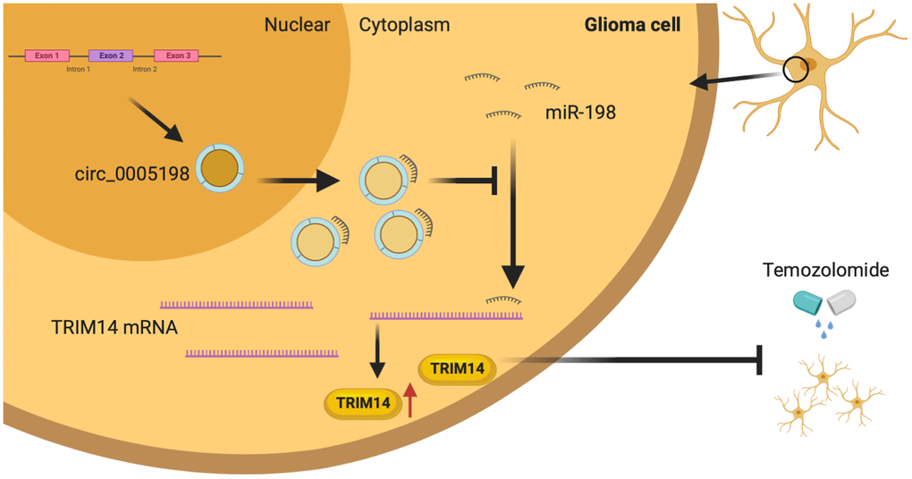 Schematic diagram. Circ