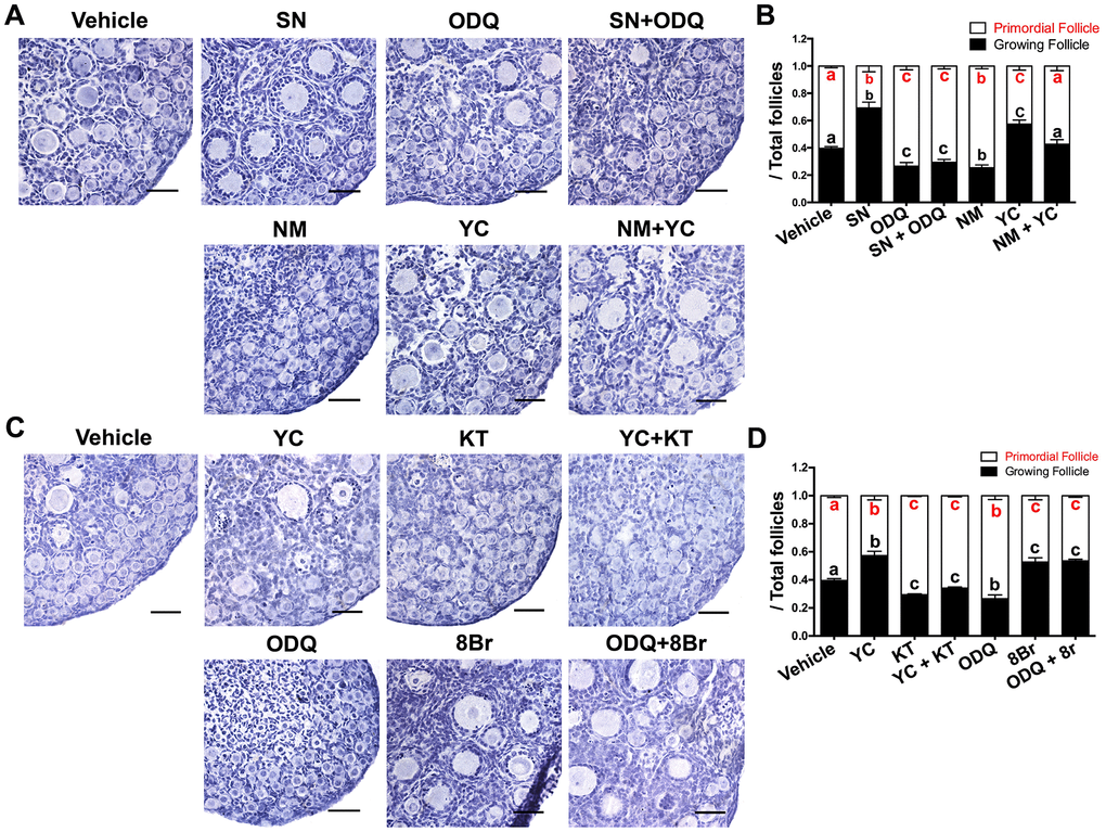 The activation of PFs by eNOS depended on cGMP/PKG. (A, B) Ovaries at 1 dpp were treated with the vehicle, SN (100 μM), ODQ (1 μM), SN + ODQ, NM (1 mM), YC (10 μM) or NM + YC for six days (n=6). (A) The ovarian morphology was analyzed after hematoxylin staining. (B) The numbers of PFs and GFs/the total number of follicles were analyzed. (C, D) Ovaries at 1 dpp were treated with the vehicle, YC (10 μM), KT (1 μM), YC + KT, ODQ (1 μM), 8Br (10 μM) or ODQ + 8Br for six days (n=6). (C) The ovarian morphology and (D) the numbers of PFs and GFs/the total number of follicles were analyzed. Scale bar, 40 μm. Different letters with the same color denote statistical significance at p 