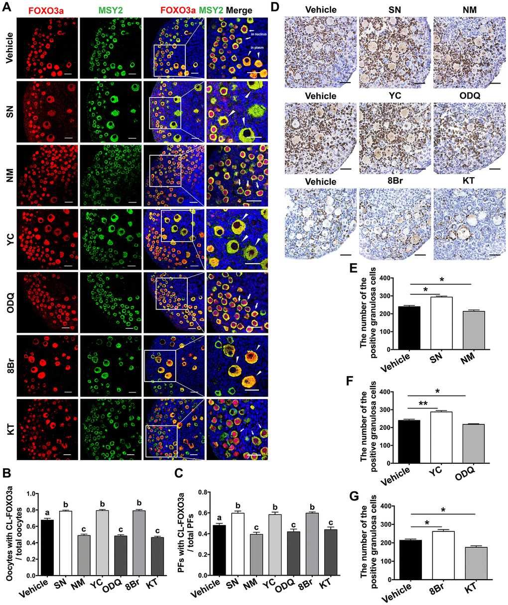 The eNOS/cGMP/PKG pathway promoted oocyte FOXO3a translocation and granulosa cell proliferation during PF activation. (A) Immunofluorescence staining of FOXO3a was performed in ovaries treated with the vehicle, SN (100 μM), NM (1 mM), YC (10 μM), ODQ (1 μM), 8Br (10 μM) or KT (1 μM) (n=6). Arrows indicate PFs and triangles indicate GFs. Scale bar, 40 μm. (B) The number of oocytes with cytoplasmic localization of FOXO3a (CL-FOXO3a)/the total number of oocytes was analyzed (n=8). (C) The number of PFs with CL-FOXO3a/the total number of PFs was analyzed in each group (n=8). (D) Ki67 staining was carried out in ovaries treated with the vehicle, SN (100 μM), NM (1 mM), YC (10 μM), ODQ (1 μM), 8Br (10 μM) or KT (1 μM) for six days. Scale bar, 40 μm. (E–G) Ki67-positive somatic cells in follicles were counted in all the groups (n=6). Different letters denote statistical significance at p p p 