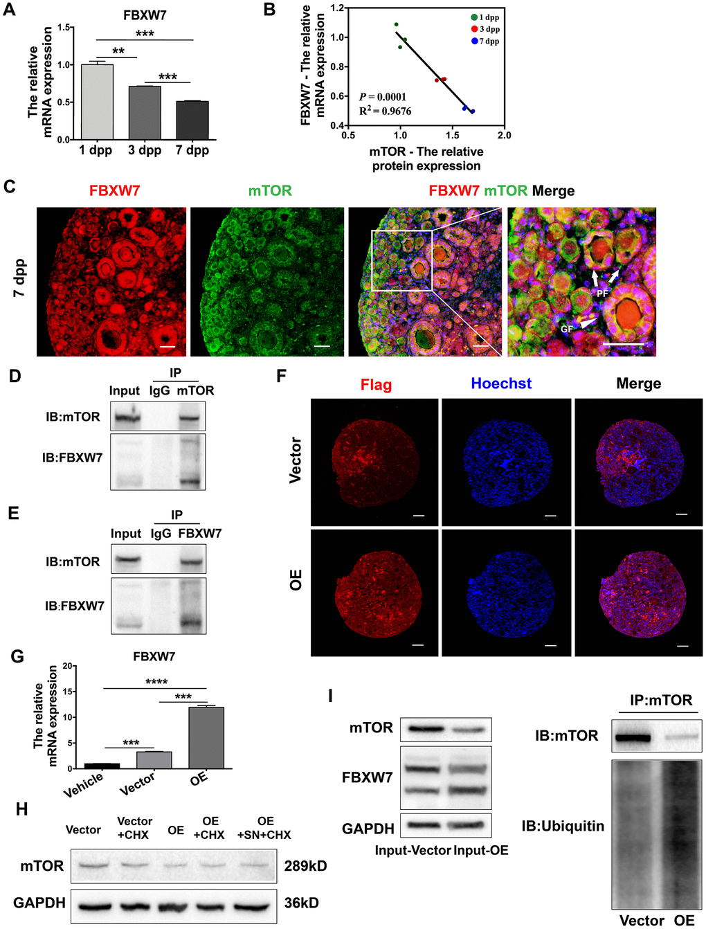 FBXW7 destabilized mTOR protein in a ubiquitin/proteasome-dependent manner. (A) The relative mRNA levels of FBXW7 in ovaries from 1-7 dpp. (B) The correlation between the mRNA levels of FBXW7 and the protein levels of mTOR. (C) Immunofluorescence analysis displaying the colocalization of mTOR and FBXW7 in neonatal ovaries. Arrows indicate PFs and triangles indicate GFs. Scale bar, 40 μm. (D) Immunoblotting analysis of Co-IP against mTOR. (E) Immunoblotting analysis of Co-IP against FBXW7. (F) Six days after transfection, immunofluorescence staining for Flag was performed in the empty vector- and FBXW7 overexpression (OE) vector-treated ovaries. Scale bar, 40 μm. (G) Three days after transfection, the relative mRNA levels of FBXW7 were detected in the empty vector and OE vector groups. (H) Western blotting analysis of mTOR protein levels in ovaries treated for 4 h with CHX or SN + CHX three days after transfection. (I) Immunoblotting analysis of Co-IP against mTOR in ovaries three days after transfection. ** and *** denote statistical significance at p p 