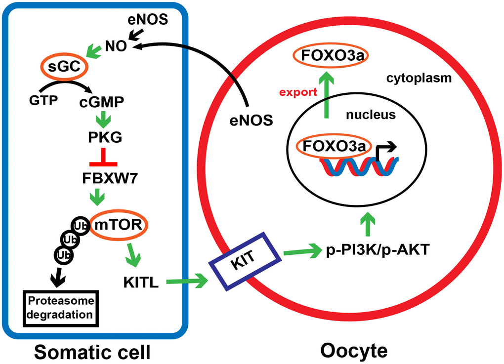 A proposed model depicting the involvement of the eNOS/cGMP/PKG pathway in PF activation. In response to NO synthesized by eNOS in oocytes and preGCs, cGMP and PKG are activated and downregulates FBXW7 in preGCs, thus diminishing FBXW7-induced ubiquitination/degradation of mTOR. This process triggers the transduction of KITL/KIT/PI3K/AKT/FOXO3a signaling, links the communication between preGCs and oocytes, and consequently awakens dormant PFs.