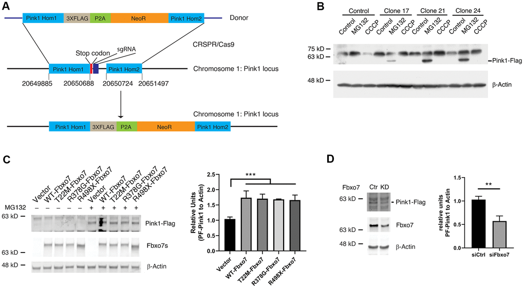 Expression of Fbxo7 and its PD familial mutants resulted in an accumulation of endogenous Pink1 in a Pink1-Flag KI cell line. (A) a schematic illustration of an engineering strategy for generation of a Pink1-Flag KI cell line. Pink1 Hom1: Pink1 homology arm 1; NeoR: neomycin resistant gene; Pink1 Hom2: Pink1 homology arm 2. (B) confirmation of expression of Pink1-Flag in the positive Pink1-Flag KI clones with an anti-Flag antibody. The cells were treated by CCCP and MG-132. (C) expression of Fbxo7 and its PD familial forms led to accumulation of PF-Pink1. The plasmids harboring Fbxo7 or the PD associated mutations in Fbxo7 were transfected into the Pink1-Flag KI cells. The total cell lysates were analyzed by Western blots with anti-Flag and anti-Myc antibodies. After the relative level of Pink1 protein was obtained by normalizing of Pink to β-Actin, the relative ratio of Pink1 was obtained by normalization of the relative level of Pink1 from Fbxo7 transfected samples to the control only transfected with Pink1. The relative ratios were shown as mean ± SD; n = 3 independent experiments; individual 2-way ANOVAs with Tukey’s multiple comparisons test; ***p = 0.0007. (D) KD of Fbxo7 caused a decrease of PF-Pink1. The Fbxo7 siRNA and control siRNA were transfected into the Pink1-Flag KI cells. 14 hours after transfection, the cells were treated by 10 μM MG-132 for 2 hours. The total cell lysates were analyzed by Western blots with anti-Flag and anti-Fbxo7 antibodies. After the relative level of Pink1 protein was obtained by normalizing to β-Actin, the relative ratio of Pink1 was obtained by normalization of the relative level of Pink1 from siFbxo7 transfected samples to the control transfected with siCtrl. The relative ratios were shown as mean ± SD; n = 3 independent experiments; unpaired 2-tailed Student’s t test; **p = 0.0058.