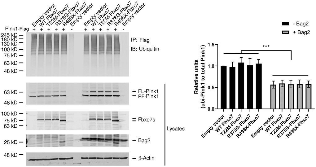 Expression of Fbxo7 and its PD familial mutants had no effect on Pink1 ubiquitination. The Pink1-Flag plasmid along with Fbxo7-Myc or its mutated plasmids were co-transfected into HEK 293A cells. 24 hours after transfection, the cells were treated by 10 μM MG132 for 2 hours. The total cell lysates were subjected to immune-precipitation (IP) with anti-Flag antibody after 5-minute boiling. The IPed samples and the total cell lysates were analyzed by western blot with anti-ubiquitin antibody for ubiquitinated Pink1, anti-Flag antibody for Pink1-Flag, anti-Myc antibody for Fbxo7 and Bag2. The total cell lysates were analyzed by Western blots with anti-Flag and anti-Myc antibodies. After the relative level of ubiquitinated Pink1 protein was obtained by normalizing of ubiquitinated Pink to total Pink1, the relative ratio of ubiquitinated Pink1 was obtained by normalization of the relative level of ubiquitinated Pink1 from Fbxo7 or Bag2 transfected samples to the control transfected with Pink1 only (top panel from IP). The relative ratios were shown as mean ± SD; n = 3 independent experiments; individual 2-way ANOVAs with Tukey’s multiple comparisons test; ***p