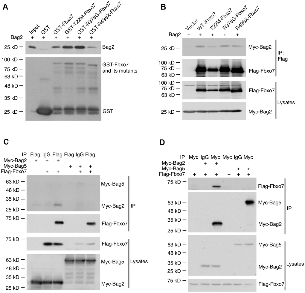 Specific interaction of Bag2 with Fbxo7. (A) the bacterially expressed GST-Fbxo7 or its mutants was co-incubated with the bacterially expressed His-Bag2 for in vitro binding assay. The pulled-down proteins were analyzed by western blot using anti-Bag2 antibody for recombinant His-Bag2 and anti-GST antibody for GST and GST-Fbxo7. (B), the plasmids carrying Fbxo7 or its mutants were co-transfected with a plasmid expressing Bag2 into HEK293A cells. Fbxo7 proteins were IPed by anti-Flag antibody. The IPed proteins were subjected to western blotting. (C,D) the plasmid expressing Fbxo7 were transfected with the plasmid expressing Bag2 or Bag5 into HEK 293A. The target proteins were IPed by anti-Flag or anti-Myc antibody and the IPed proteins were detected by western blot.