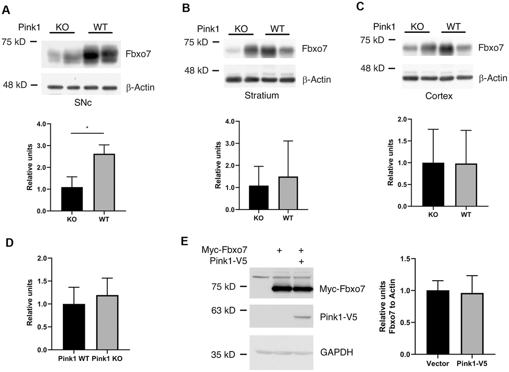 Pink1 stabilized Fbxo7 in SNc of mouse brain. The different parts of brain tissues were dissected from WT and Pink1 KO female mice with age of 13-16 weeks. The homogenates were analyzed by western blot to check the protein level of Fbxo7 (A–C: The protein level of Fbxo7 was normalized to β-Actin, then the relative level of Fbxo7 from WT was further normalized to that from KO). The relative ratios were shown as mean ± SD; n = 4 independent experiments; unpaired 2-tailed Student’s t test; **p = 0.0028 for SNc; p = 0.5588 for Stratium; p = 0.9763 for Cortex. (D) the mRNAs of Fbxo7 from SNc of WT and KO were analyzed by RT-qPCR. The relative ratios were shown as mean ± SD; n ≥ 5 independent experiments; unpaired 2-tailed Student’s t test; p = 0.392. (E) expression of Pink1 had no effect on Fbxo7 in HEK 293A cells. The relative ratios were shown as mean ± SD; n = 3 independent experiments; unpaired 2-tailed Student’s t test; p = 0.8255.