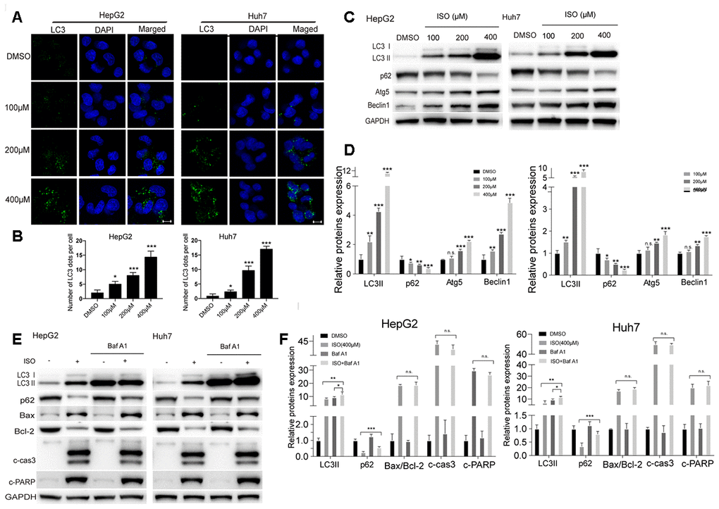 ISO induces autophagy in HCC cells. (A) Immunofluorescent detection of LC3 in HepG2 and Huh7 cells treated with ISO for 48 h. Nuclei were stained with DAPI. Scale bar: 100 μm. (B) The number of LC3 dots per cell were quantified using ImageJ. (C) Western blotting detection of autophagy-related proteins in HepG2 and Huh7 cells treated with ISO for 48 h. (D) Densitometric analysis of the data shown in (C). (E, F) Western blot analysis of LC3, p62, Bax, Bcl-2, cleaved caspase-3, and cleaved PARP expression in HepG2 and Huh7 cells treated with 400 μM ISO for 48, alone or after 2-h pre-treatment with 100 nM Bafilomycin A1. GAPDH was used as loading control. Values represent mean ± SD; *p 