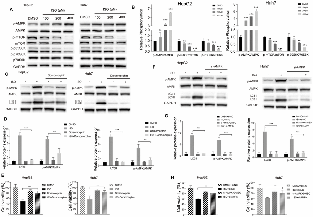 ISO induces autophagy through the AMPK/mTOR/p70S6K signaling pathway. (A) Western blotting analysis of AMPK, mTOR, p70S6K and their phosphorylated forms in HepG2 and Huh7 cells treated with increasing concentrations of ISO or 0.2% DMSO (vehicle) for 48 h. (B) Densitometric analysis of autophagy-related proteins. p-AMPK, AMPK, and LC3-II expression was detected after blocking AMPK activation with dorsomorphin (C, D) or si-AMPK (F, G); GAPDH served as loading control. (E, H) CellTiter-Blue viability assay results from HCC cells treated with 400 μM ISO for 48 h in the presence or absence of dorsomorphin or si-AMPK. Values represent mean ± SD; *p 