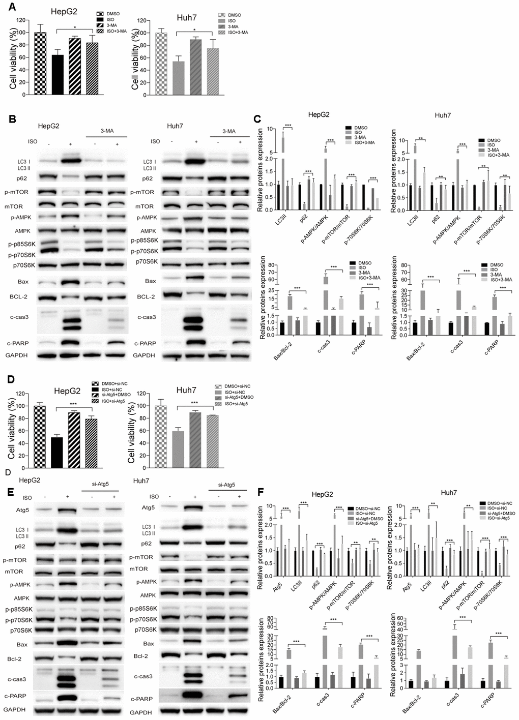 Autophagy inhibition attenuates ISO-induced cell death. HepG2 and Huh7cells were pre-treated with 3-MA (5 mM) or vehicle for 2 h or transfected with si-Atg5 or si-NC for 6 h, and then treated with ISO (400 μM) for 48 h. (A, D) CellTiter-Blue viability assay results. Data are expressed as percentage relative to untreated control cells. (B, E) Western blotting analysis of LC3, p62, p-mTOR, mTOR, p-AMPK, AMPK, p-p70S6K, p70S6K, Bax, Bcl-2, cleaved caspase-3, and cleaved PARP expression. (C, F) Densitometric analysis of protein expression data. Data are expressed as fold change relative to values from untreated control cells after normalization against GAPDH. Values are expressed as mean ± SD; *p 