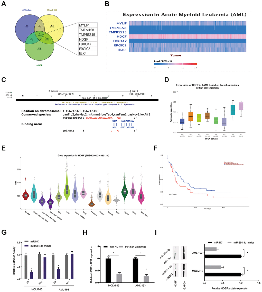 MiR-654-3p targeted HDGF directly. (A–C) Prediction of miR-654-3p targets by bioinformatics analysis (miRTarBase; MicroT-CDS; miRDB). (D) High HDGF expression in AML tissues was assessed by TCGA database. (E) Relative HDGF expression in normal tissues was explored by CPTAC database. (F) High HDGF expression was linked to poor OS in AML patients. (G) The correlation among miR-654-3p and HDGF was explored by luciferase reporter assays. (H, I) miR-654-3p mimics decrease the HDGF levels in AML cells at both the mRNA and protein levels. *P
