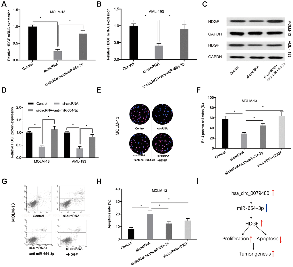 MiR-654-3p inhibitor or HDGF overexpression rescued si-circ0079480-stimulated phenotypes in AML cells. (A–D) MiR-654-3p inhibitor abolished the effects of si-circ0079480 on HDGF expression in AML cells. (E–H) EdU and cell apoptosis assays indicated that miR-654-3p inhibitor (or HDGF overexpression) reversed the effects of si-circ0079480 on AML progression. (I) Schematic of hsa