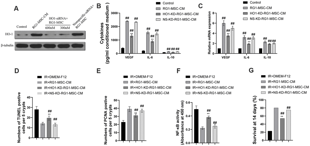 Heme oxygenase-1 mediates the difference in the secretome and the therapeutic effects of RG1-MSC-CM. MSCs were transfected with varying doses of HO-1 siRNA and nonspecific siRNA prior to RG1 stimulation. The protein levels of HO-1 (A), the secretion (B) and the mRNA expression (C) of VEGF, IL-6 and IL-10 from BM-MSCs were evaluated. ##, P **, P D) and proliferation (E) of irradiated intestinal epithelial cells in vivo, which were evaluated by quantification of TUNEL-positive and PCNA-positive cells in the intestine, respectively. ##, P **, P F) The activity of NF-κB p65 in intestine on day 3 of experiment was measured by an ELISA-based assay directed against the p65 subunit of NF-κB. Data represent the mean ± SD (n=3). ##, P **, P G) The ability to improve the 14-days survival rate were partially reversed by administration of HO1-KD-RG1-MSC-CM. ##, P **, P 