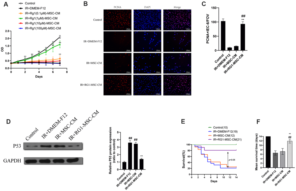 RG1 enhances BM-MSCs paracrine effects on irradiated IEC-6 cells in a dose-depend manner. (A)Cell proliferation of irradiated IEC-6 cell treated with DMEM-F12, MSC-CM or CM from BM-MSCs pre-activated by different concentration of RG1 (0.1 μM, 1 μM, 10 μM, 100 μM) is detected by CCK8 from day 0 to day 7. Data represent mean ± SD of three independent experiments. **, P B) Immunofluorescence staining of IEC-6 cells with PCNA 3 days after radiation. Scale bars 100 μm. (C) Quantification of PCNA-positive cells. Data are reported as mean ± SD for 10 random fields per wells from at least three replicate wells per group. FOV, field of view. **, P ##, P D) The protein levels of p53 in IEC-6 were detected by western blot assays 3 days after radiation with GAPDH as the internal control. Data represent the mean ± SD (n=3). **, P ##, P E) Cumulative survival for rats exposed to 14 Gy abdominal irradiation by infusing with DMEM-F12, MSC-CM or RG1-MSC-CM (1 μM RG1) was analyzed using the Kaplan-Meier method. The cumulated number of rats in each experimental group is presented in parenthesis. P-values were determined by log-rank testing. (F) Mean survival time. Data represent the mean ± SD. **, P ##, P 
