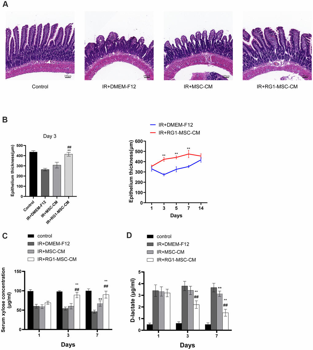 RG1-MSC-CM improves intestinal function and structure of irradiated rats. (A) Histological analysis by H&E staining. Scale bars 100 μm, magnification 10×. (B) Morphometric evaluation of epithelium thickness. Each value represents the average of 20 independent measurements per animal (5 animals per group). Value is reported as mean ± SD. **, P ##, P C) Absorption function of intestines in irradiated rats was evaluated by D-xylose absorption experiment on 1, 3, 7 days after radiation. Data represent mean ± SD, **, P ##, P D) Intestinal permeability in rats was measured by plasma level of D-lactate on 1, 3, 7 days after radiation. Data represent mean ± SD. **, P ##, P 