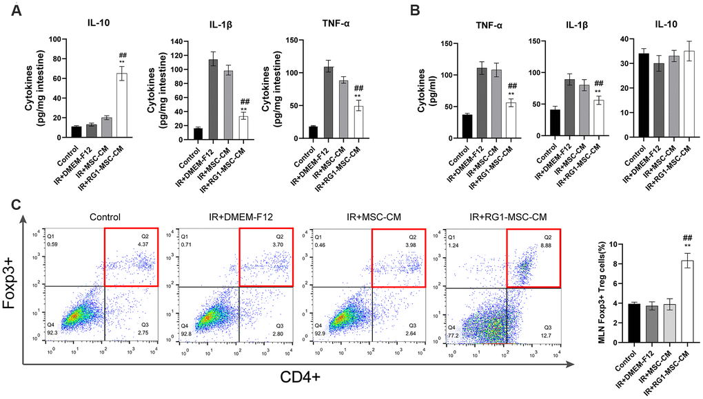 RG1-MSC-CM downregulates inflammatory responses induced by radiation in vivo and in vitro. (A) Pro/anti-inflammatory cytokines were extracted from jejunal protein of irradiated rats on day 3. The level of cytokines was determined by enzyme-linked immunosorbent assay (ELISA). (3~4 rats/group). **, P ##, P B) Pro/anti-inflammatory cytokines of irradiated IEC-6 was measured by ELISA on day 3 after radiation. Data represent mean ± SD (n=3). ##, P **, P C) The percentages of CD4+Foxp3+ Treg cells in the CD4+ population of mesenteric lymph nodes (MLNs) were determined by flow cytometry (4~5 rats/group). Tissue samples were collected on day 3 of experiment. Data represent the mean ± SD. ##, P 