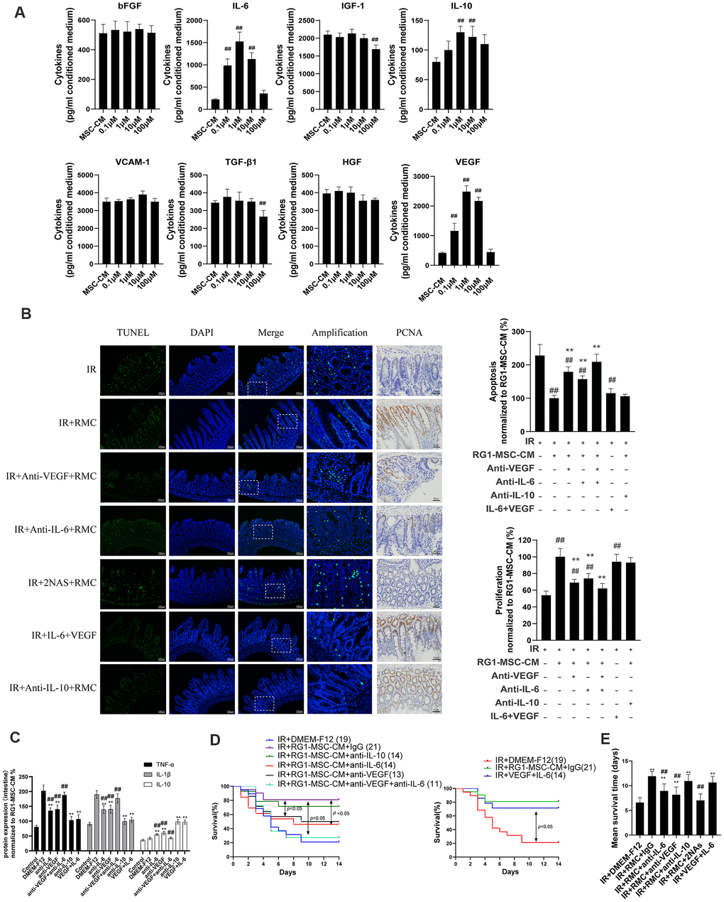 RG1-MSC-CM promotes RIII recovery via increased release of VEGF and IL-6. (A) 8 selected cytokines in unconcentrated conditioned medium derived from BM-MSCs pre-activated by different concentration of RG1 (0.1 μM, 1 μM, 10 μM, 100 μM) were detected by ELISA. Data represent mean ± SD of at least three independent experiments. ##, P B) The effect of neutralization of 3 selected cytokines or addition of selected exogenous cytokines on apoptosis (left panel) and proliferation (right panel) of intestine in irradiated rats. The apoptosis and proliferation were evaluated by quantification of TUNEL-positive and PCNA-positive cell per 5 crypts 3 days after radiation, respectively. Data is reported as mean ± SD (n = 4~5). ##, P **, P C) Pro/anti-inflammatory cytokines were extracted from jejunal protein of irradiated rats on day 3. The level of cytokines was determined by enzyme-linked immunosorbent assay (ELISA). (3~4 rats/group). **, P ##, P D) The effect of neutralization (left panel) of selected cytokines or addition of selected exogenous (right panel) cytokines on the survival of irradiated rats. Cumulative survival analyzed using the Kaplan-Meier method. P-values were determined by log-rank testing. The number of rats in each group is present in the parenthesis. (E) Mean survival time. Data represent the mean ± SD. **, P ##, P 