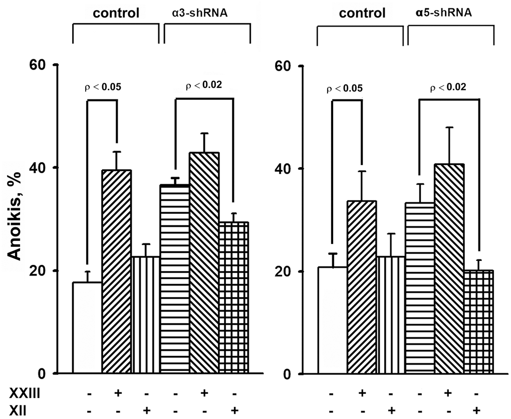 Effect of Akt isoform inhibitors on anoikis of SK-Mel-147 cells. Cells transduced with control or α3/α5 shRNA were cultured on poly-HEMA as described in Materials and Methods. Prior to applying on poly-HEMA the cells were treated for 24 h at 37° C with 3 μM Akt1-specific inhibitor XXIII or 5 μM Akt2-specific inhibitor XII. Anoikis was determined from percentage of Trypan Blue-stained cells. The results of four independent experiments are shown (M ± SEM).