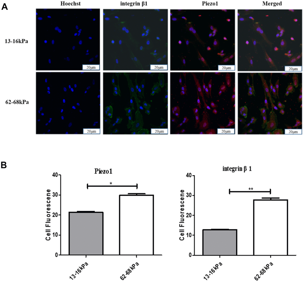 The relationship between Piezo1 and integrin β1. (A) Immunofluorescence detection of Piezo1 and integrin β1 on different matrix stiffness. (B) Statistical analysis of immunofluorescence intensity. *PPP