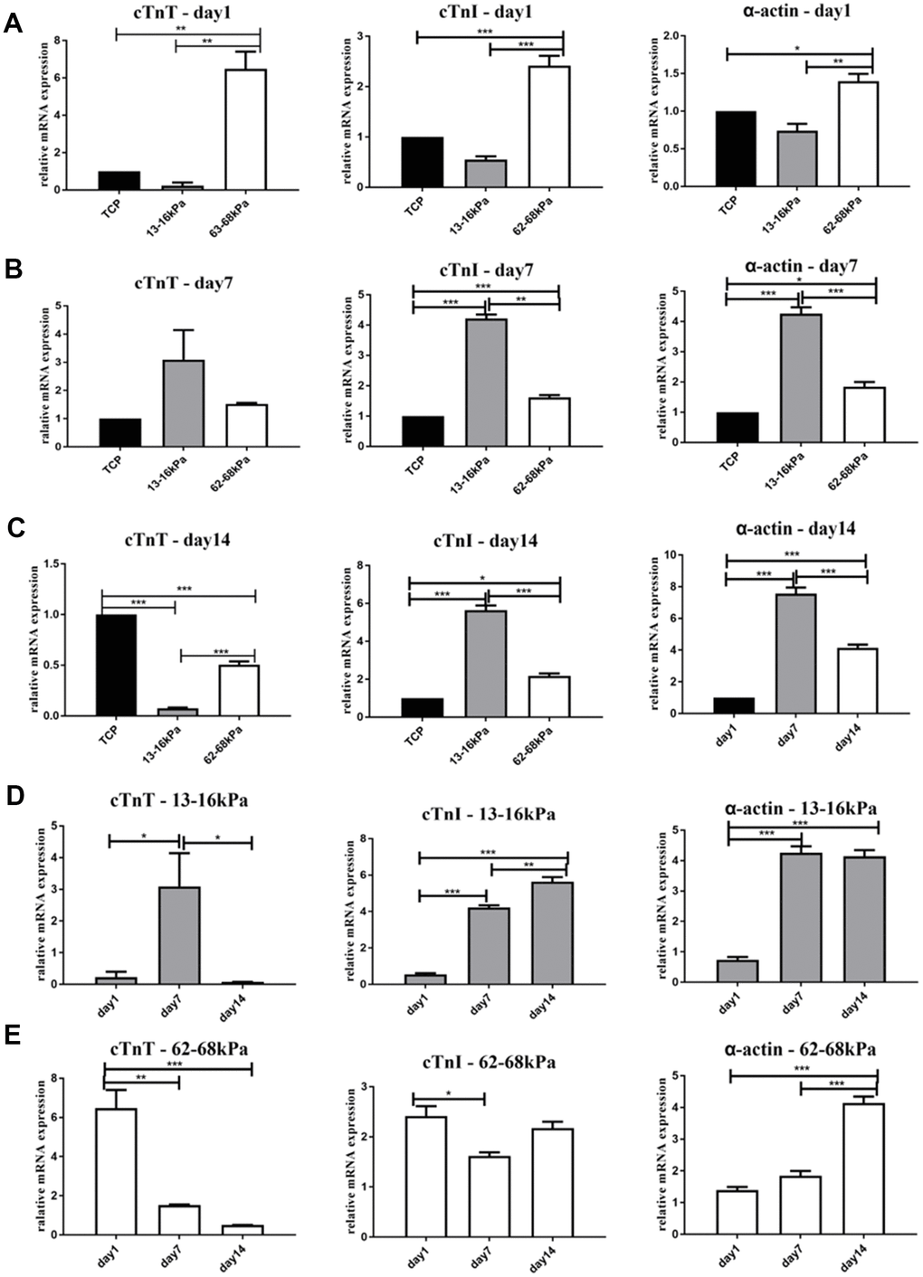 Expression of mature myocardial markers on mRNA level. (A–C) The relative mRNA expression of mature myocardial markers cTnT, cTnI and α-actin on different matrix of 13-16 kPa, 62-68 kPa and control group at the same time point, the 1st day, the 7th day, and the 14th day. On the 7th day and the 14th day, the expression of cTnI and α-actin on 13-16 kPa matrix were the highest. The cTnT on 13-16 kPa was expressed the most on the 7th day, but its expression decreased on the 14th day. (D, E) The expression of the three mature myocardial markers on the same stiffness at different time points. The expression of cTnI and α-actin increased over time on 13-16 kPa matrix, and the expression of cTnT rose to the highest on the 7th day but decreased on the 14th day. On the 62-68 kPa matrix, the expression of α-actin increased over time, while the expression of cTnT and cTnI in the matrix stiffness groups were lower than that of the control group. *P