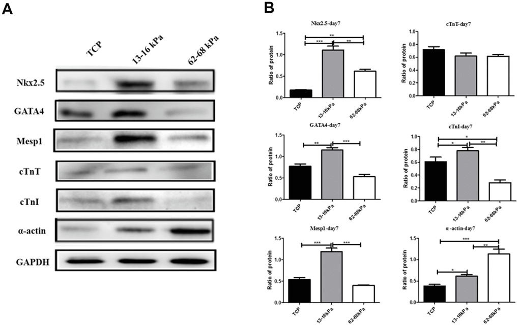 Expression of myocardial markers on protein level. (A) The photograph of Western Blot detected the expression of Nkx2.5, GATA4, Mesp1, cTnT, cTnI and α-actin on protein level. (B) Graph of the Western Blot. *PPP