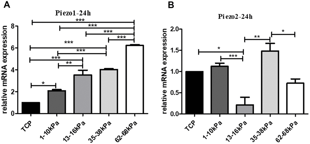 Expression tendency of Piezo on matrix with different stiffness. (A) The expression of Piezo1 on different matrix with stiffness in grade. (B) The expression of Piezo2 in the same condition. QPCR results showed that Piezo1 increased in stiffness-dependent mode, and Piezo2 showed no obvious trend with stiffness. *P