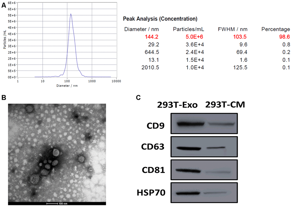 Characterization of 293T-Exo derived from BDNF-expressing 293T cells. (A) Diameter distribution of 293T-Exo determined by nanoparticle tracking analysis (NTA). (B) Representative image of 293T-Exo photographed by transmission electron microscopy (TEM). Scale bard = 100 nm. (C) Protein expressions of exosome surface markers, CD9, CD63, CD81, and HSP70α in 293T-Exo and 293T-Exo-conditioned medium (293T-CM), as measured using western blots.