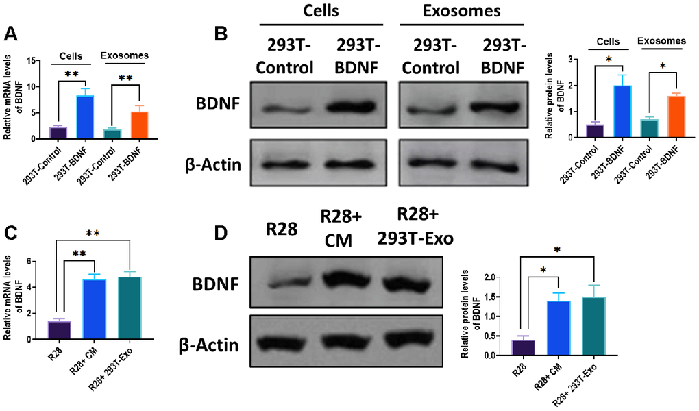 BDNF expression increased in 293T-Exo and 293T-Exo-treated R28 cells. mRNA (A) and protein (B) expressions of BDNF in control 293T cells, BDNF-expressing 293T cells, exosomes derived from control 293T cells, and BDNF-expressing 293T cells. mRNA (C) and protein (D) expressions in control R28 cells (R28), R28 cells treated with 293T-Exo-conditioned medium (R28+ CM), and R28 cells cocultured with 293T-Exo. Data are presented as mean ± SD. *P P 