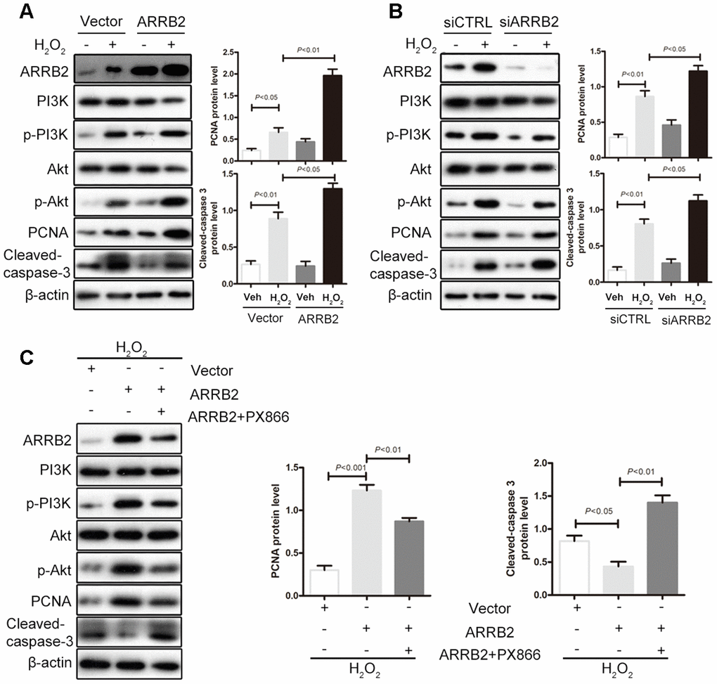 ARRB2 protects hepatocytes against IR injury by activating the PI3K/Akt pathway. L02 cells were treated with H2O2 to mimic oxidative stress during ischemia reperfusion. (A) Overexpress of ARRB2 marked increases in PI3K and Akt phosphorylation and PCNA expression as well as notably decreased cleaved caspase-3 levels. (B) Knockdown of ARRB2 significantly inhibited PI3K/Akt phosphorylation, inhibited PCNA expression and increased cleaved caspase-3 expression. (C) PI3K/Akt inhibitor PX866 significantly inhibited ARRB2 dinduced-PI3K/Akt phosphorylation, downregulated PCNA expression and upregulated cleaved caspase-3 expression. The data are presented as the Mean ± SD, n = 3. PPP