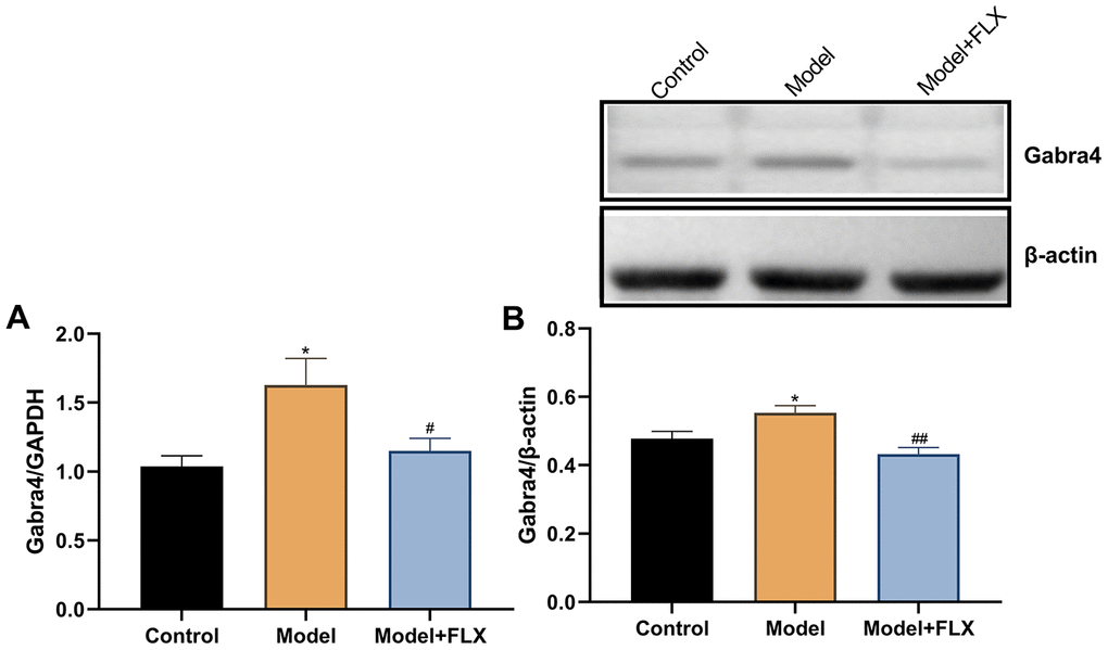 The mRNA and protein expression levels of GABRA4 in the hippocampus. (A) The mRNA expression levels of GABRA4 in the hippocampus. (B) The protein expression levels of GABRA4 in the hippocampus. FLX, fluoxetine. *ppp