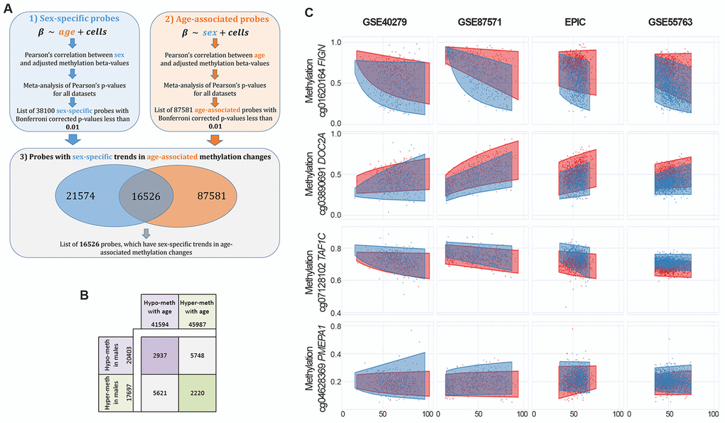 Identification of sex- and age-associated differentially methylated positions (saDMPs). (A) The procedure used to identify saDMPs and snaDMPs. (B) Scheme of the number of sDMPs, aDMPs and saDMPs, divided according to the direction of methylation changes respect to sex (hyper- or hypo-methylated in males compared to females) and age (hyper- or hypo-methylated with increasing age). (C) Scatter plots of a selection of saDMPs: cg01620164 is hypomethylated in males and undergoes age-associated hypomethylation; cg03890691 is hypomethylated in males and undergoes age-associated hypermethylation; cg07128102 is hypermethylated in males and undergoes age-associated hypomethylation; cg04628369 is hypermethylated in males and undergoes age-associated hypermethylation.