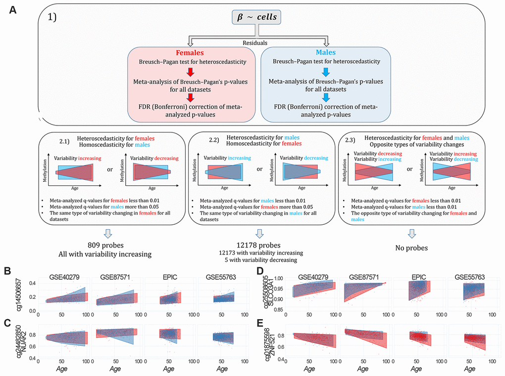 Identification of sex-specific age-associated variably methylated positions (saVMPs) (A) The approach used to identify saVMPs. (B–E) Some examples of saVMPs showing age-associated increase in variability in males (B, C), age-associated decrease in variability in males (D) or age-associated increase in variability in females (E). x axis corresponds to age of subjects, y axis to methylation levels.