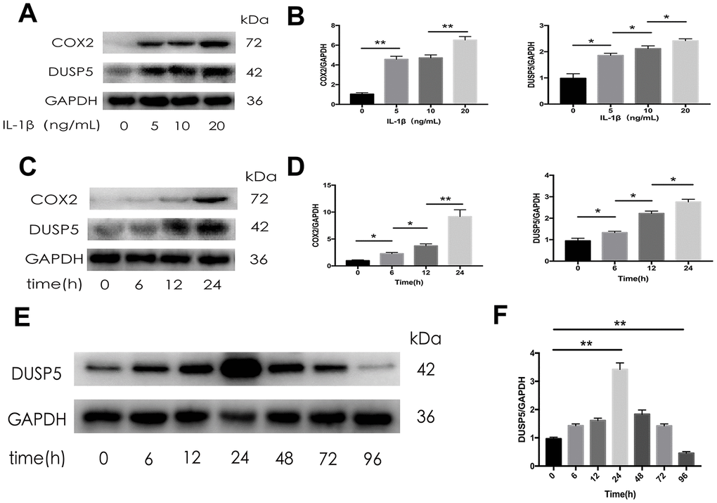 The expression of DUSP5 in SD rat chondrocytes. (A, B) The protein expression and quantitation of DUSP5 in SD rat chondrocytes incubated with IL-1β at 0, 5, 10, and 20 ng/mL for 24 h. (C, D) The protein expression and quantitation of DUSP5 in SD rat chondrocytes incubated with IL-1β at 10 ng/mL for 0, 6, 12, and 24 h. (E, F) The protein expression and quantitation of DUSP5 in SD rat chondrocytes incubated with IL-1β at 10 ng/mL for 0, 6, 12, 24, 48, 72, and 96 h. The medium and IL- 1β were added at time Zero. Then every 24 hours changed the medium and re-added IL- 1β. GAPDH was used as the control. All data are expressed as mean±S.D. (n = 3). *p
