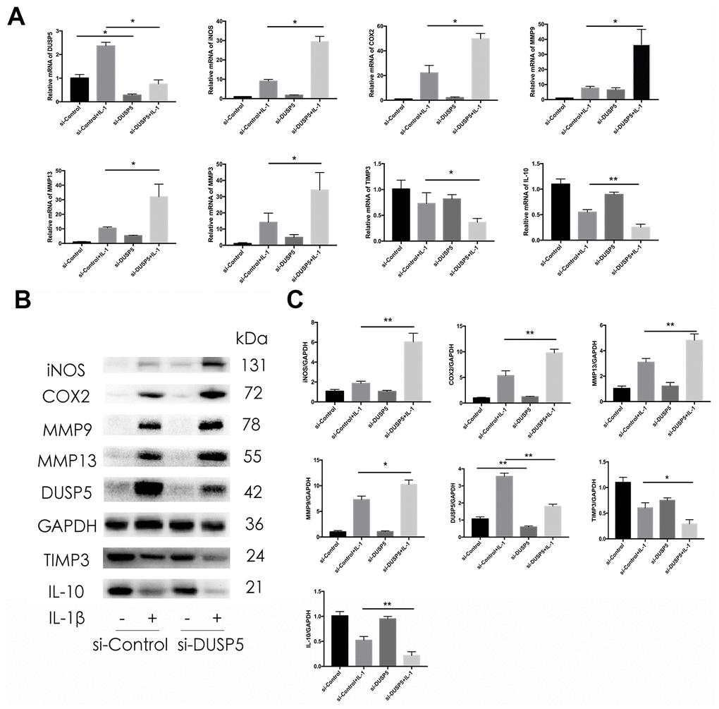 Effect of DUSP5 knockdown on IL-1β-induced gene expression. (A) Levels of DUSP5, iNOS, COX2, MMP9, MMP13, and MMP3 mRNAs as measured by reverse transcription-quantitative polymerase chain reaction. (B, C) The protein expression and quantitation of iNOS, COX2, MMP9, MMP13, DUSP5, TIMP3, and IL-10. GAPDH was used as the control. DUSP5 knockdown chondrocytes were incubated with IL-1β (10 ng/mL) for 24 h. All data are expressed as mean±S.D. (n = 3). *p