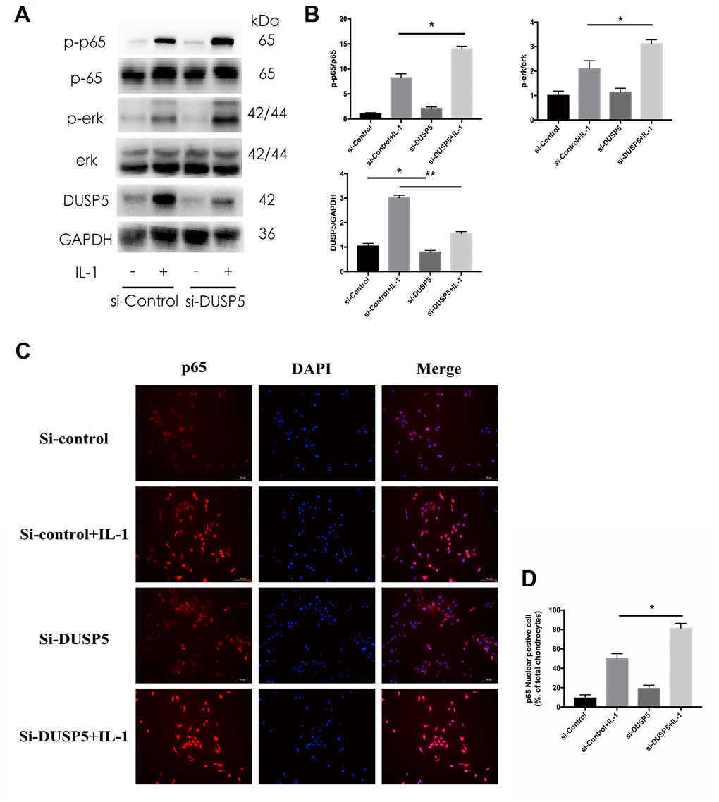 Effect of DUSP5 knockdown on IL-1β-induced NF-κB and ERK signaling pathways in chondrocytes. (A, B) The protein expression and quantitation of DUSP5, p-p65, and p-ERK. GAPDH was used as the control. (C) The nuclear translocation of p65 was detected by immunofluorescence; DAPI was used to stain the DNA. Blue, DAPI; red, p65. (D) Quantitation of immunofluorescence staining of p65. DUSP5 knockdown chondrocytes were incubated with IL-1β (10 ng/mL) for 10 min. All data are expressed as mean±S.D. (n = 3). *p