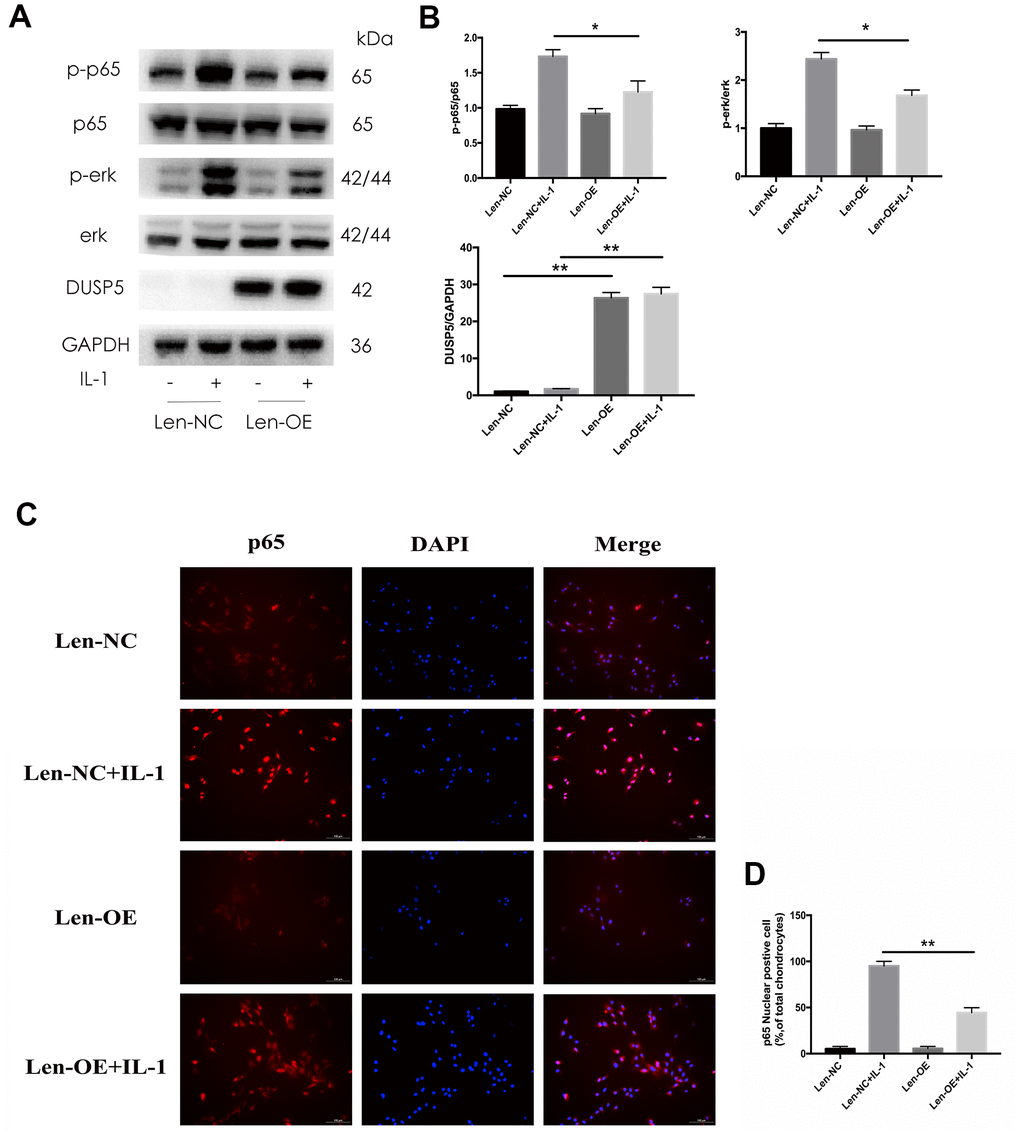 Effect of DUSP5 overexpression on IL-1β-induced NF-κB and ERK signaling pathways in chondrocytes. (A, B) The protein expression and quantitation of DUSP5, p-p65, and p-ERK. GAPDH was used as the control. (C) The nuclear translocation of p65 was detected by immunofluorescence; DAPI was used to stain the DNA. Blue, DAPI; red, p65. (D) Quantitation of immunofluorescence staining of p65. DUSP5 overexpressed chondrocytes were incubated with IL-1β (10 ng/mL) for 10 min. All data are expressed as mean±S.D. (n = 3). *p