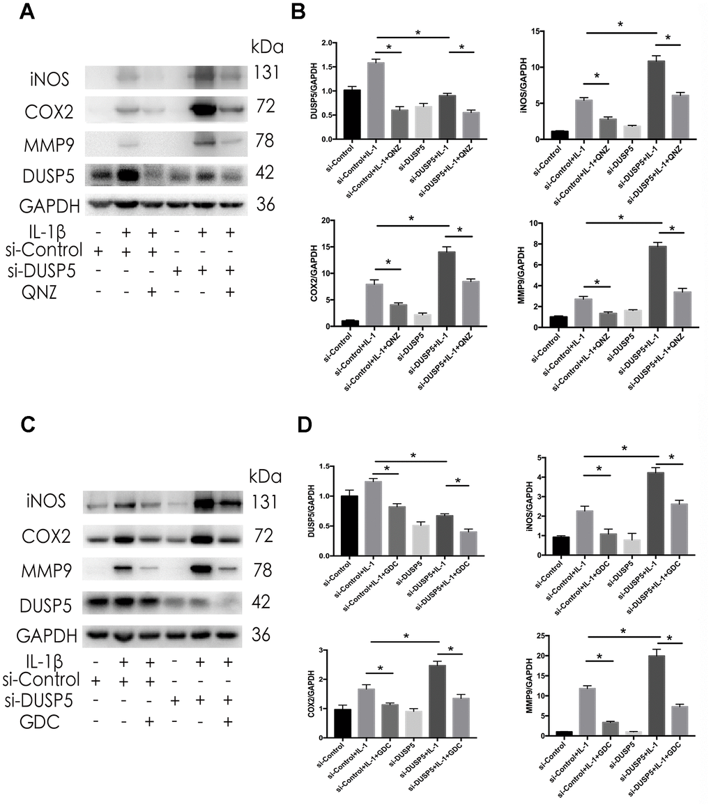 Effect of QNZ and GDC on IL-1β-induced inflammation in DUSP5 knockdown chondrocytes. (A, B) The protein expression and quantitation of DUSP5, iNOS, COX2, and MMP9. (C, D) The protein expression and quantitation of DUSP5, iNOS, COX2, and MMP9. GAPDH was used as the control. DUSP5 knockdown chondrocytes were treated with 10 μM QNZ or 6.1 nM GDC for 2 h before incubation with IL-1β (10 ng/mL) for 24 h. All data are expressed as mean±S.D. (n = 3). *p