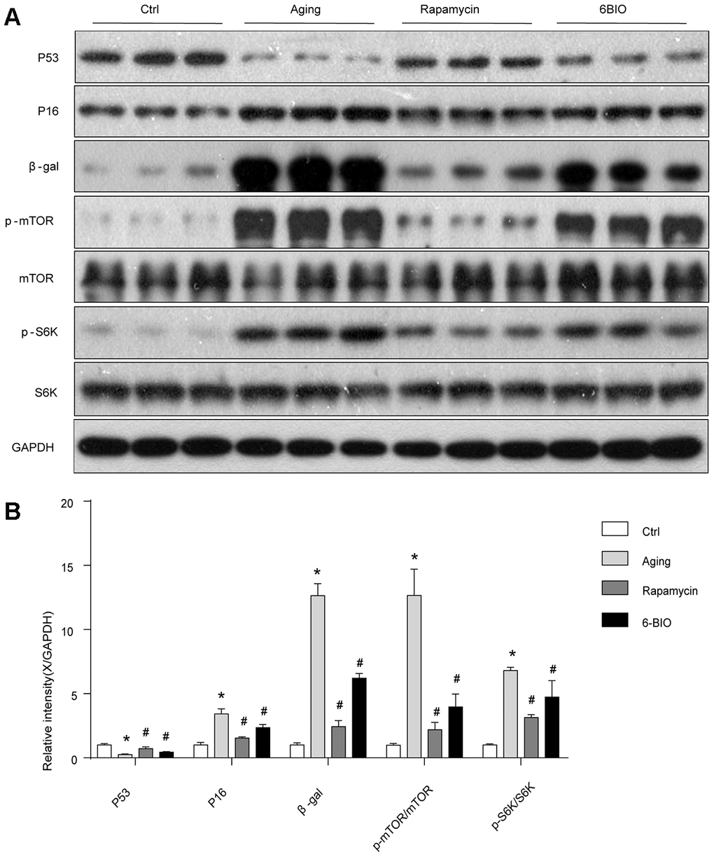 (A, B) Senescence markers and the mTOR/S6K pathway in vivo analyzed by Western blot. *P