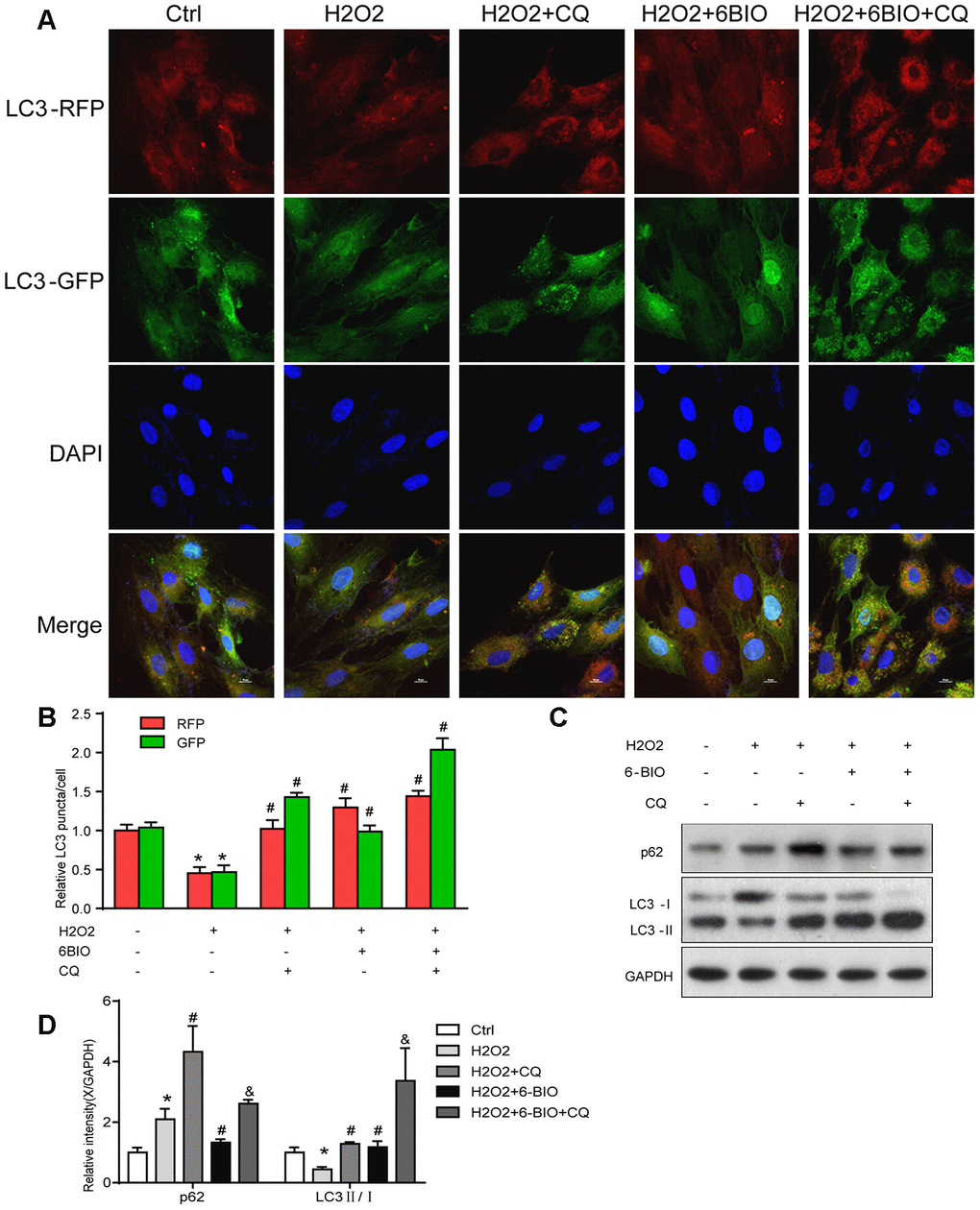 The autophagy flux analysis. (A) Represent images were captured under fluorescence microscope with 1000× magnification. Autophagosomes were labelled by both green and red punctate dots and autolysosomes were labelled by red puncta only. (B) Quantification of relative LC3 puncta was plotted. (C, D) The autophagy-related proteins were assessed using Western blot. *P