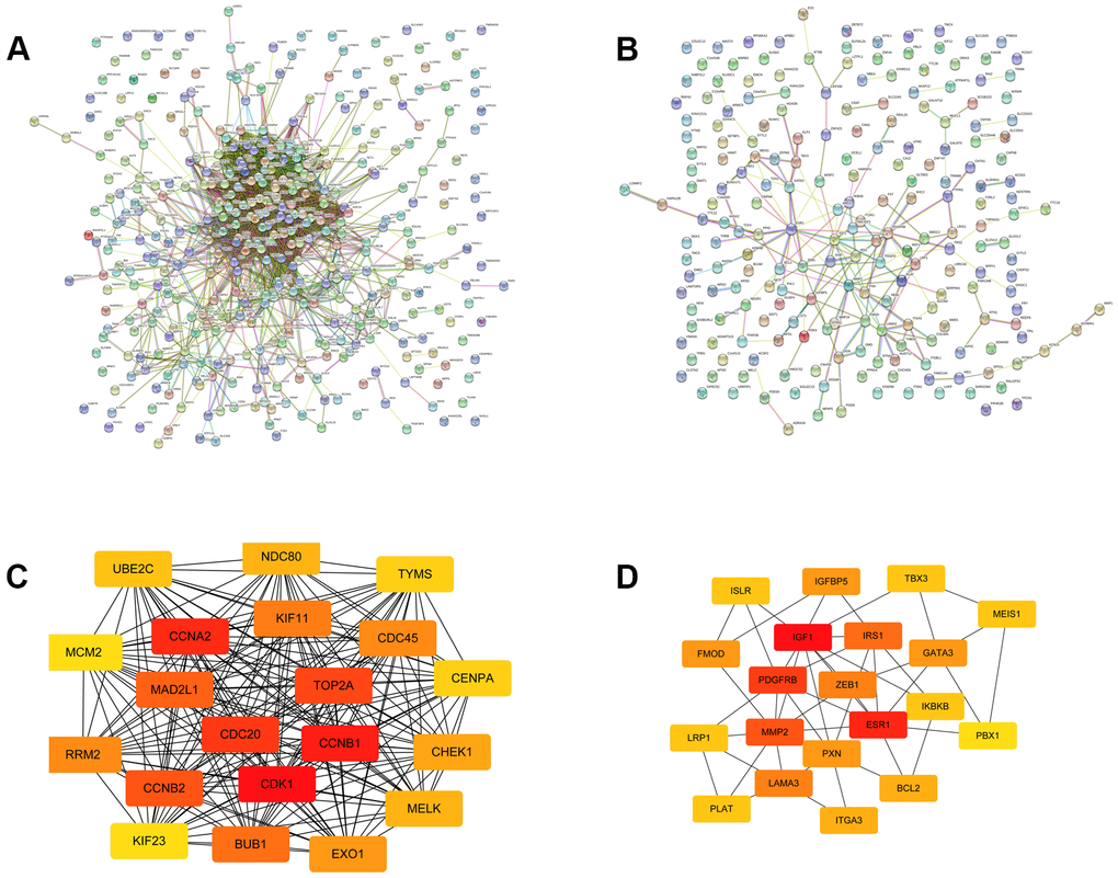 The top 20 hub genes selected from the PPI networks. (A) The PPI network of the upregulated significant DE-mRNAs. (B) The PPI network of the downregulated significant DE-mRNAs. (C) The top 20 hub genes of the upregulated significant DE-mRNAs. (D) The 20 hub genes of the downregulated significant DE-mRNAs.