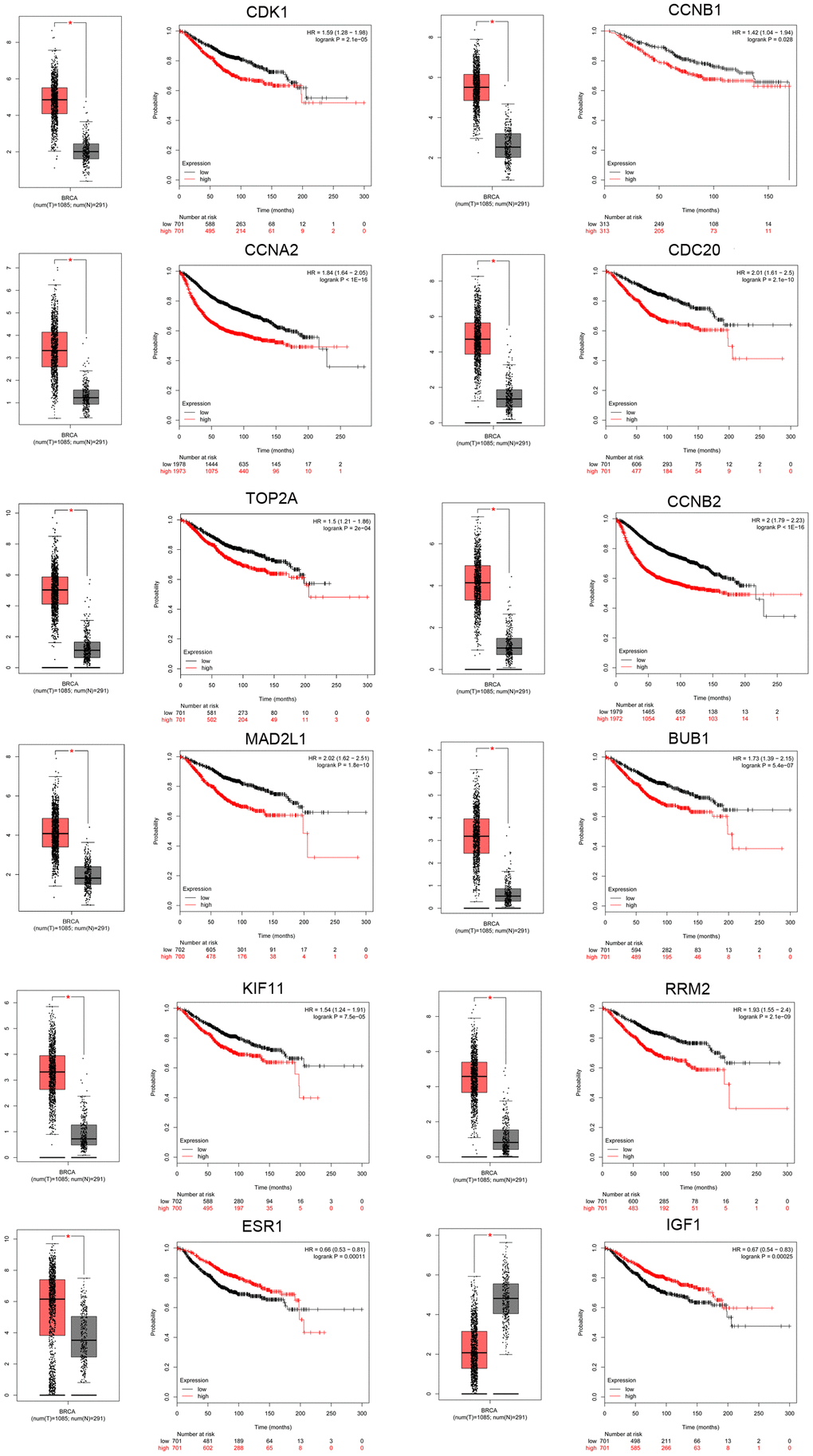 Screening of key genes in TNBC. Key genes were identified from the top 10 hub genes of the significant dysregulated DE-mRNAs by merging the prognosis and expression analyses using Kaplan Meier-plotter and GEPIA databases. Expression boxplots and survival curves (overall survival [OS]) of 12 key genes, including 10 upregulated hub genes (CDK1, CCNB1, CCNA2, CDC20, TOP2A, CCNB2, MAD2L1, BUB1, KIF11, and RRM2) and two downregulated hub genes (ESR1 and IGF1) in TNBC are presented.