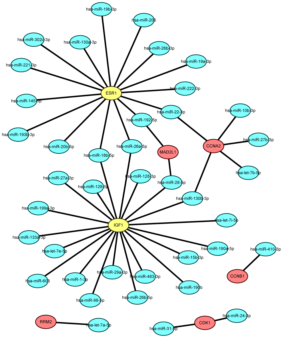 The mRNA-miRNA network established by Cytoscape software.