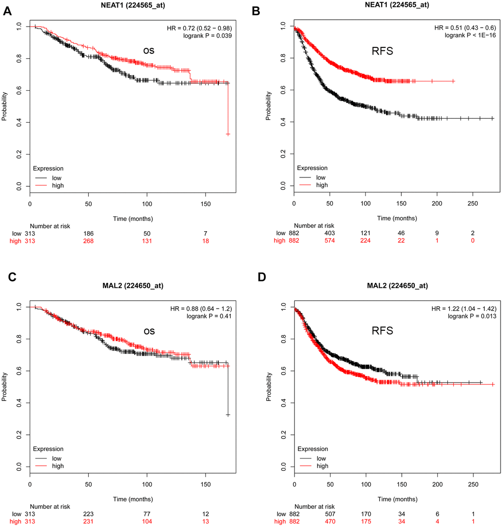 The prognostic values of NEAT1 and MAL2 in TNBC determined by the Kaplan-Meier plotter. (A) The prognostic value (overall survival [OS]) of NEAT1 in TNBC. (B) The prognostic value (relapse-free survival [RFS]) of NEAT1 in TNBC. (C) The prognostic value (OS) of MAL2 in TNBC. (D) The prognostic value (RFS) of MAL2 in TNBC.