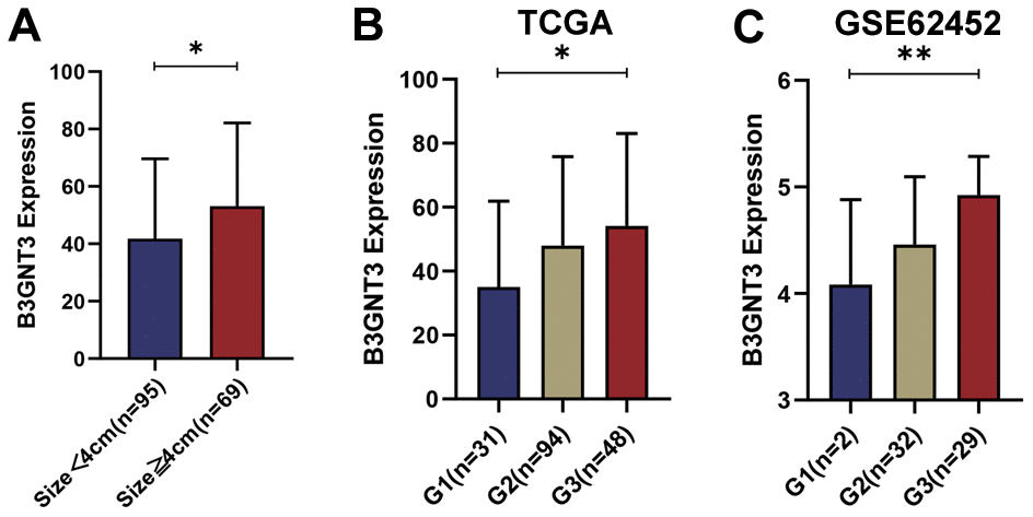 The different B3GNT3 expressions based on clinicopathological characteristics in the boxplot. Boxplots showing the expression differences of B3GNT3 according to tumor size (A) and tumor histologic grade (B, C). PC, pancreatic cancer; G1: grade 1; G2: grade 2; G3: grade 3. (*P value 