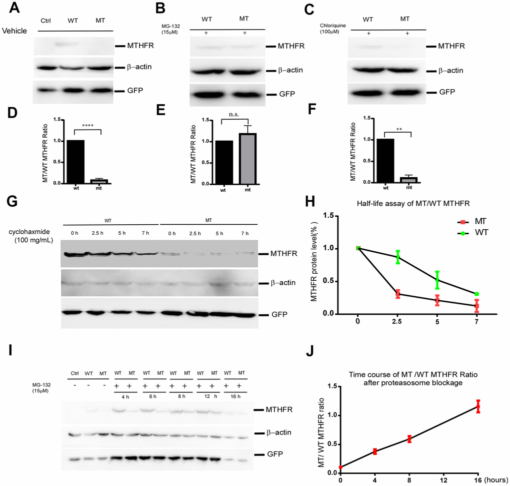 The p.Leu439Pro mutation in MTHFR facilitated MTHFR degradation via the proteasomal pathway. Western blot bands (A) and the quantification (D) demonstrated that at equal transfection efficiency (as indicated by GFP expression), the protein level of over-expressed MTHFRL439C was significantly lower than that of MTHFRWT (pC, F. p=0.1746), whereas proteasome blockage by MG132 significantly increased MTHFRL439P, and abolished the difference between the wild type and mutant MTHFR (B, E. pG,H) Half-life assay of the WT and MTHFRL439P by using cycloheximide to block protein synthesis and chase the remaining protein level by western blot at 0, 2.5, 5, 7 hours later(G). The half-life of WT MTHFR is around 5 hours whereas the MTHFRL439P was almost depleted within 2.5 hours (H, n=3). (I, J) Representative Western blot result of WT and the mutant MTHFR protein expression on a time course of MG132 treatment(I), and quantifications (J), (n=2 replicates). All data are expressed as Mean±SEM. ****ppt-test).