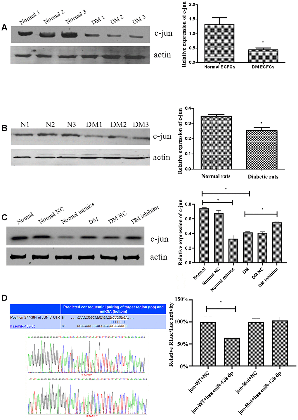 MiR-139-5p regulates the expression of c-jun. (A) C-jun expression was detected by Western blot in ECFCs derived from diabetic patients and healthy subjects. (N=3) *P B) C-jun expression was detected by Western blot in ECs derived from the thoracic aorta of diabetic rats and normal rats. (N=3) *P C) C-jun expression was detected by Western blot in normal ECFCs transfected with a miR-139-5p mimic and in diabetic ECFCs transfected with a miR-139-5p inhibitor. (N=3) *P D) Dual Luciferase Reporter Assay used to assess whether c-jun was the target of miR-139-5p. (N=3) *P 