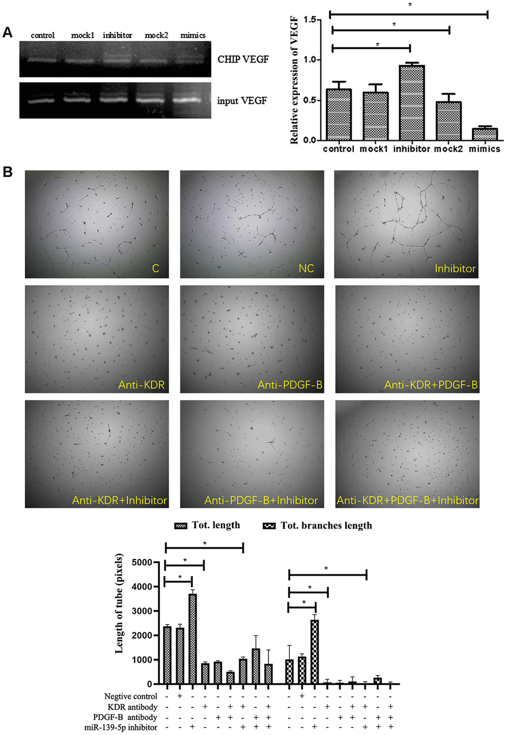 The function of miR-139-5p inhibitors depends on PDGF-B and VEGF expression. (A) The different treated ECFCs were lysed and used to perform ChIP experiments. C-jun antibody was used to bind the VEGF promoter while a special VEGF primer was used to detect the binding vegf or gDNA vegf in the ChIP or input DNA. The input VEGF was the PCR product of total DNA without immunoprecipitation + c-jun antibody, which was used as the normalization control. The ChIP VEGF was the PCR product of the DNA bound to the c-jun antibody. (N=3) *P B) Tube formation of diabetic-derived ECFCs transfected with miR-139-5p inhibitors with or without anti-KDR/anti-PDGF treatment was observed. The photos were captured by a 40X microscope. (N=3) *P 