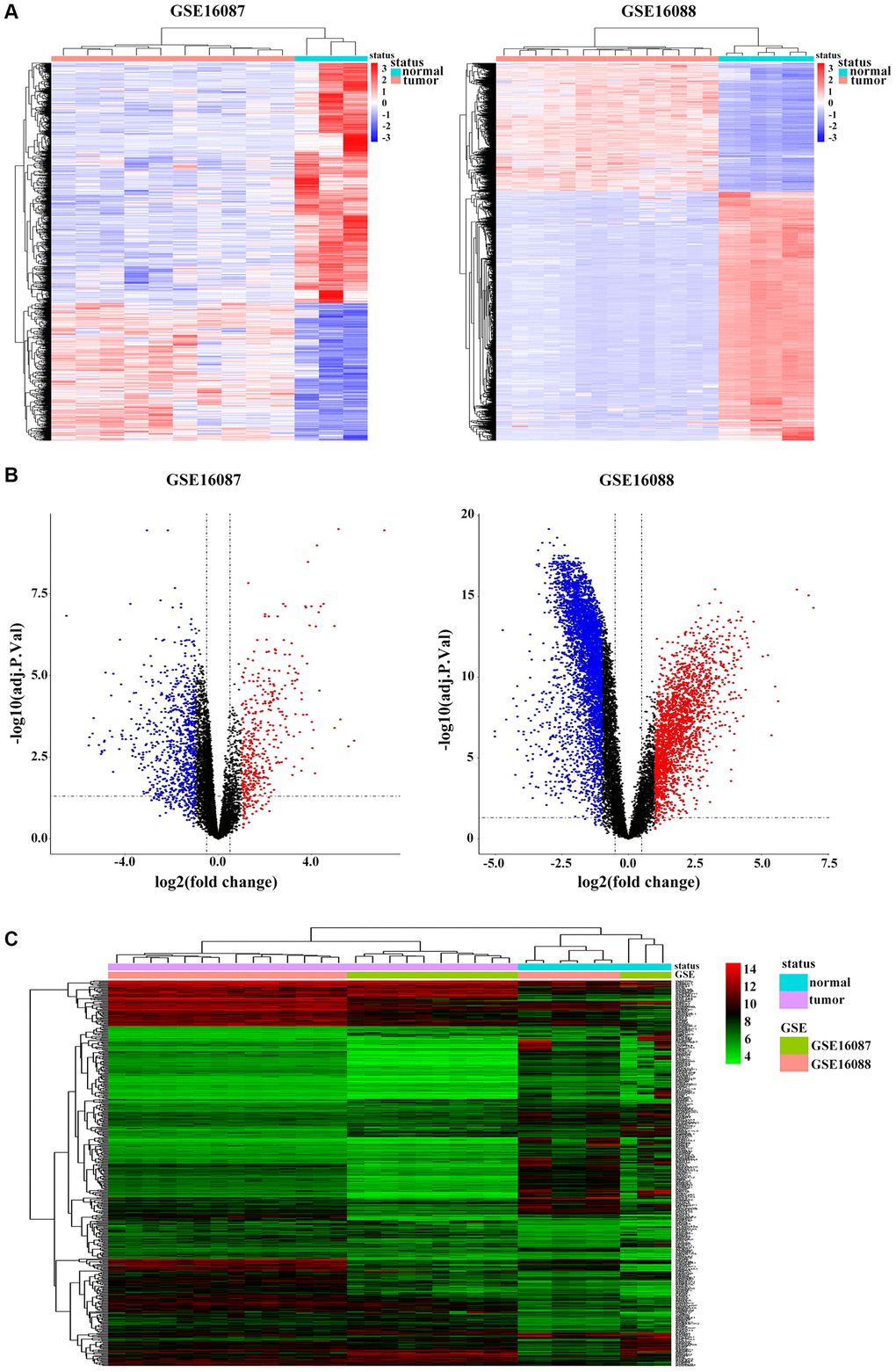 Identification of DEGs in OS. (A) Heatmap shows differential expression profiles in normal tissues and tumor tissues from the GSE16087 and GSE16088 datasets. DEGs were defined with |log2FC| > 1 and adjusted P-value B) Genome-wide gene expression profiles of OS tumor and normal tissues from two GSE datasets were shown with volcano plots. Black symbols represent normally expressed genes. Red and blue symbols represent the aberrantly expressed genes with |log2FC| > 1 and adjusted P-value C) Hierarchical clustering analysis of differential expression profiles of 515 common DEGs in OS tumor and normal tissues from the two GSE datasets. Blue and red blockages respectively indicate the expression level of genes lower or higher than the median expression value across all samples.