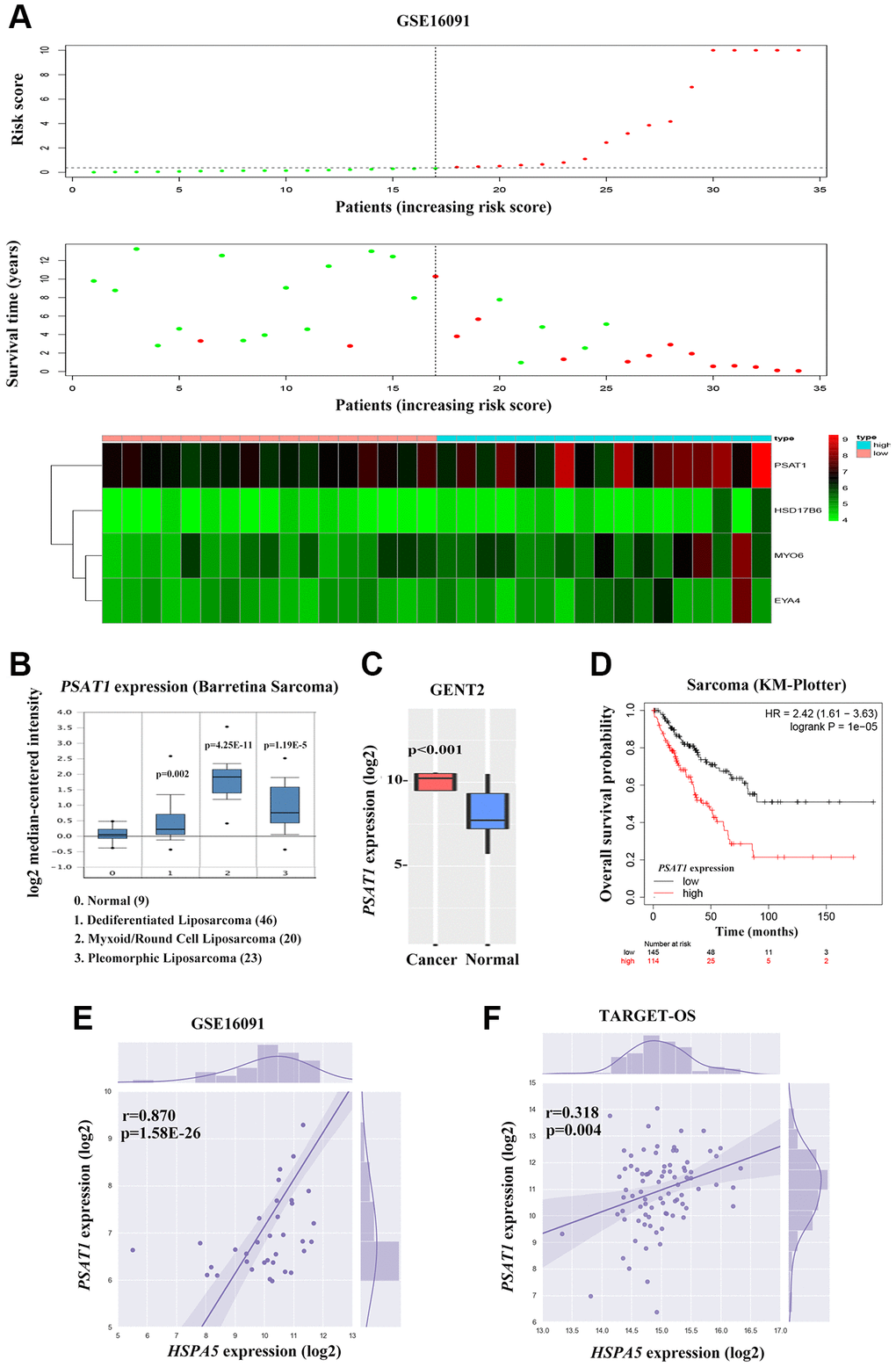 Cross-talk between HSPA5 and the leading OS prognosis-associated predictor PSAT1. (A) The distribution of risk scores is shown for the cohorts from the dataset GSE16091 (upper panel). The alive are shown in green, while the dead are shown in red. And the heatmap of expression profiles of prognostic gene signature. PSAT1 ranks first where high expression indicates poor prognosis of OS patients. (B) Box plot to show differential mRNA level of PSAT1 in sarcoma tumor and normal tissues from ONCOMINE database. (C) PSAT1 expression levels in bone cancer and normal tissues through GENT2 online analysis. (D) Kaplan-Meier curves to show the overall survival of sarcoma patients about PSAT1 gene expression from online KM plotter database. (E, F) The positive correlation between PSAT1 and HSPA5 mRNA expression levels (log2) in GSE16091 and TARGET