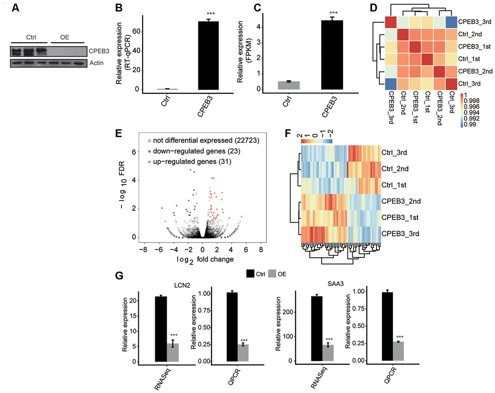 CPEB3 overexpression has little effect on gene expression in HT22 cells. (A) CPEB3 expression quantified by qRT-PCR. Error bars represent mean ± SEM. ***p B) Western blotting analysis of CPEB3 expression. (C) CPEB3 expression quantified by RNA sequencing data. FPKM values were calculated as that has been explained in Materials and Methods. Error bars represent mean ± SEM. ***p D) The heat map shows the hierarchically clustered Pearson correlation matrix resulted from comparing the transcript expression values for control and CPEB3 overexpression samples. (E) Identification of CPEB3 regulated genes. Up-regulated genes are labeled in red, whereas down-regulated are labeled in blue in the volcano plot. (F) Hierarchical clustering of DEGs in control and CPEB3 overexpression samples. FPKM values are log2-transformed and then median-centered by each gene. (G) Validation of gene expression of DEGs using qRT-PCR. RNA-seq quantification is shown at left, and RT-qPCR validation is shown at right.