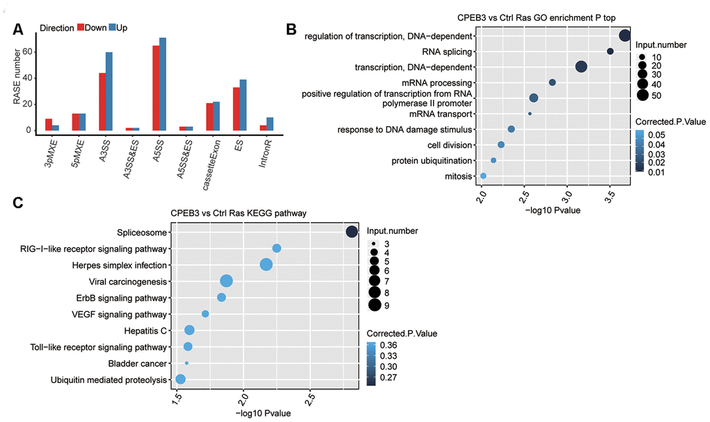 RNA-seq data reveals CPEB3 regulates gene alternative splicing in HT22 cells. (A) Classification of CPEB3 overexpression regulated alternatively spliced events. (B) The top 10 enriched GO biological processes of the CPEB3-regulated alternatively spliced genes. (C) The top 10 enriched KEGG pathways of the CPEB3-regulated alternatively spliced genes.
